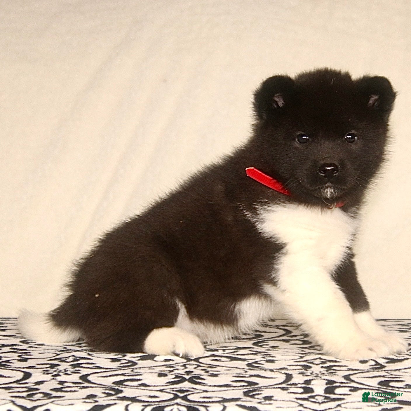 Akita dogs Alonso - Ad 12