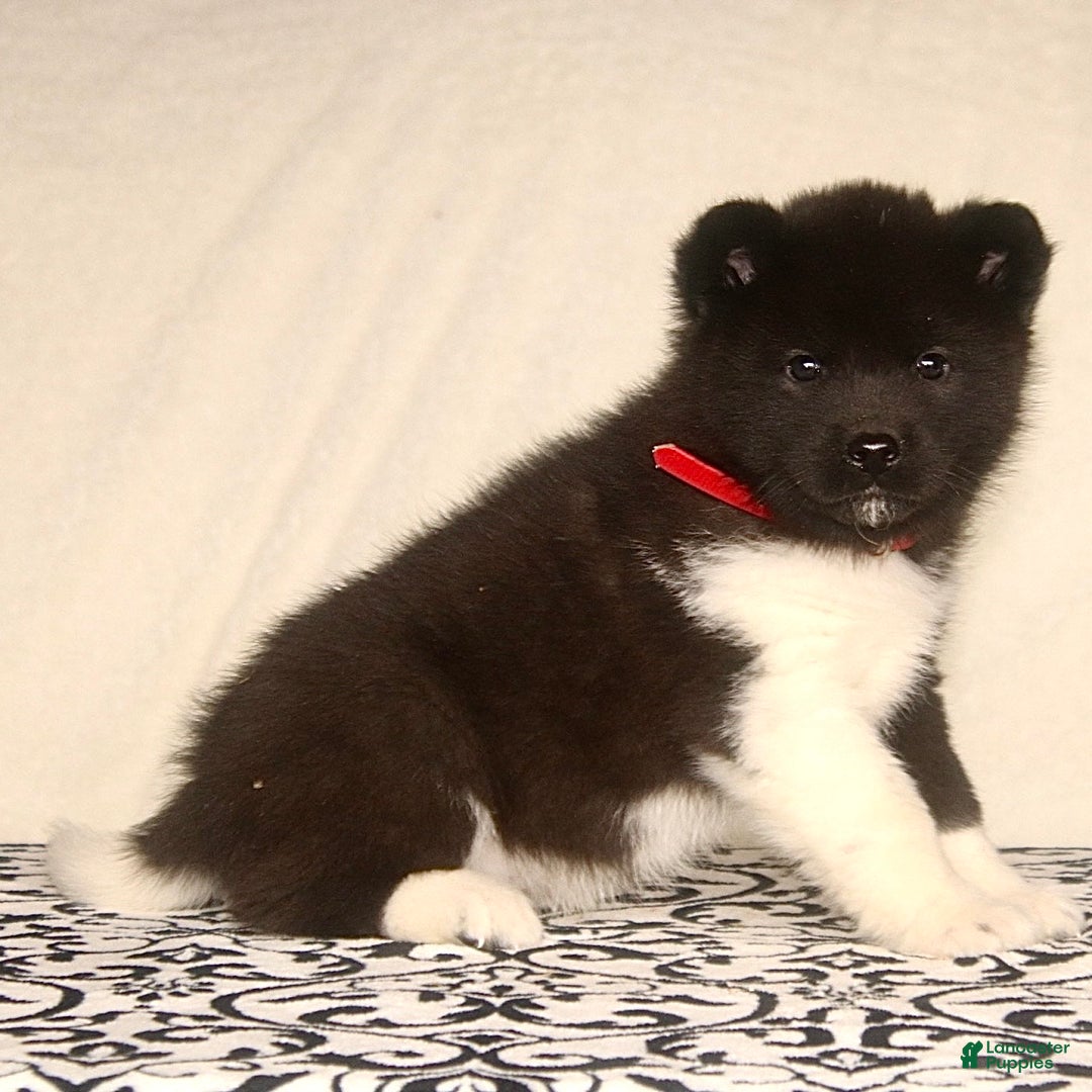 Akita dogs for sale: Alonso - Ad 1