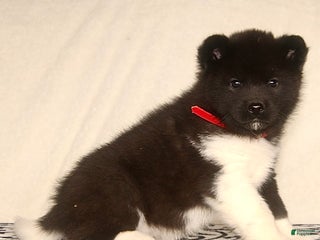 Akita dogs Alonso - Ad 12