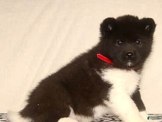 Akita dogs Alonso - Ad 6