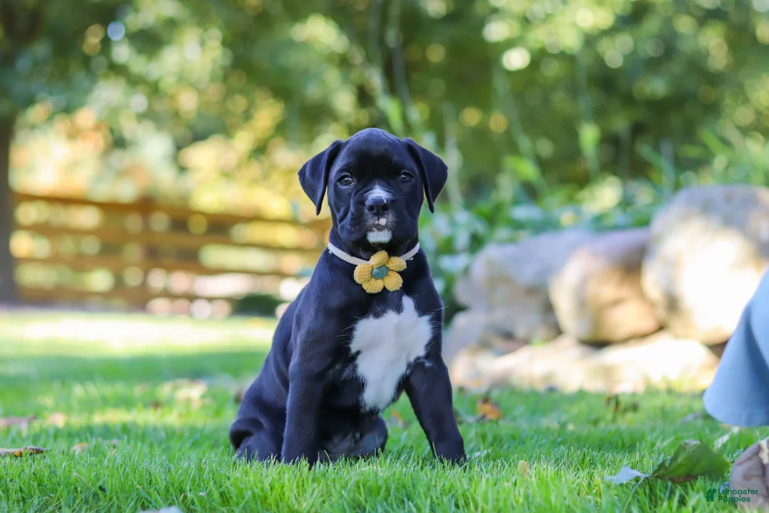 Boxer dogs for sale: Axel - Ad 2