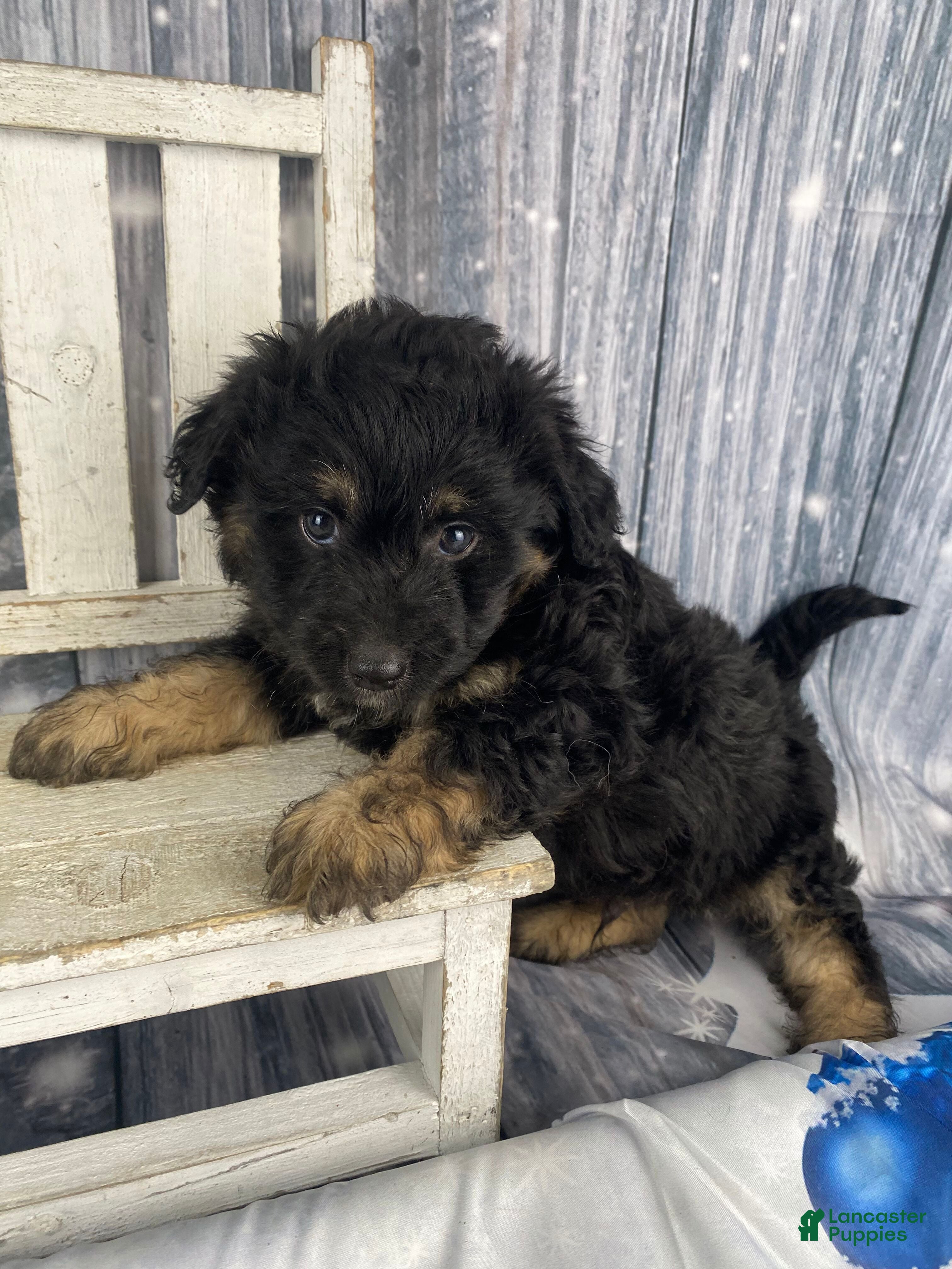 Mini Aussiedoodle dogs Ian - Ad 6