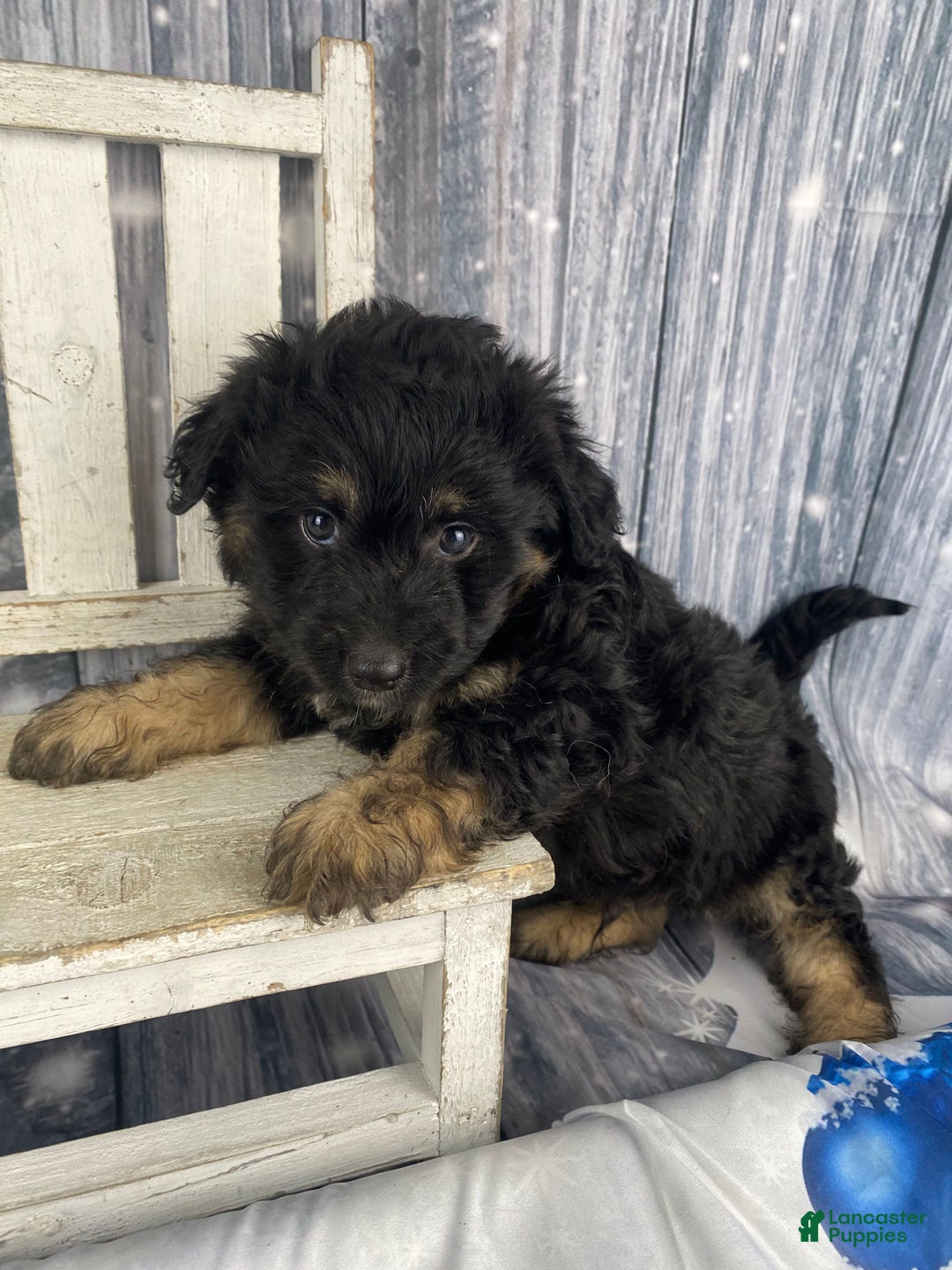 Mini Aussiedoodle dogs for sale: Ian - Ad 1