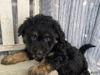Mini Aussiedoodle dogs Ian - Ad 3