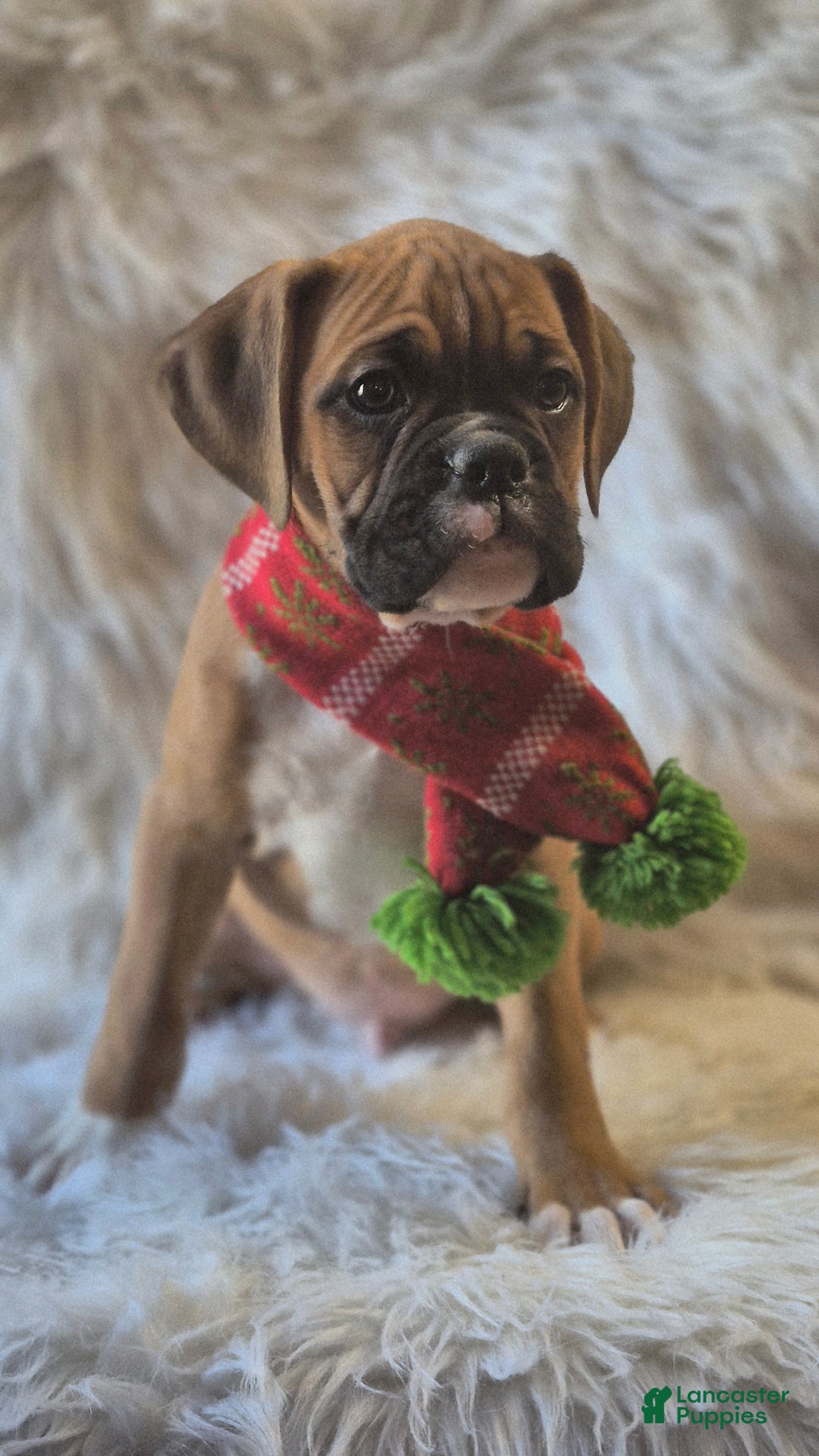 Boxer dogs for sale: Benson  - Ad 1