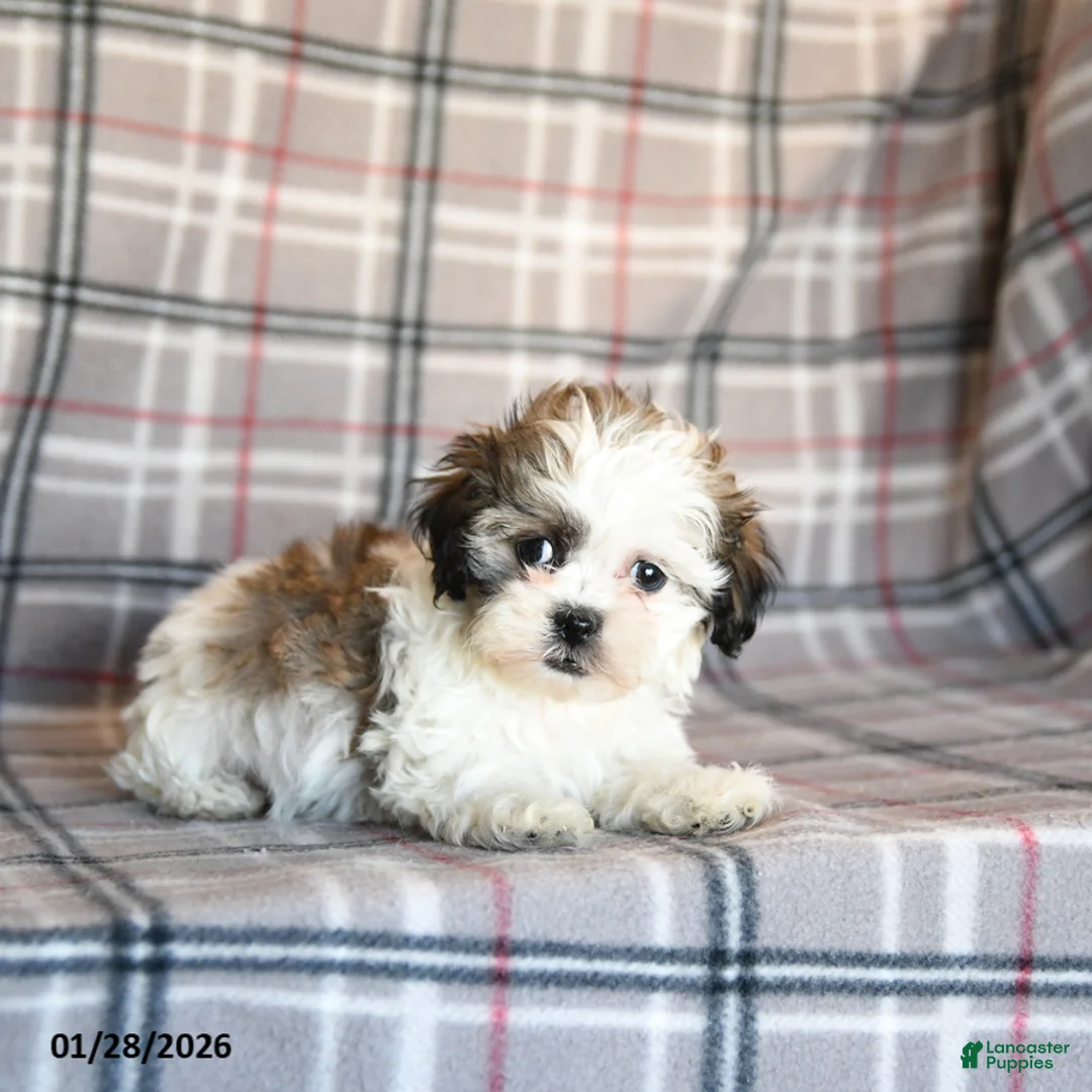 Mixed Breed dogs for sale: Queenie - Ad 3