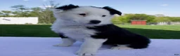 Australian Shepherd dogs for sale: Pearl - Ad 5