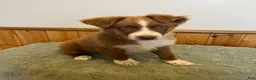 Australian Shepherd dogs for sale: Tremor  - Ad 4