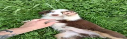 Australian Shepherd dogs for sale: Camo - Ad 2
