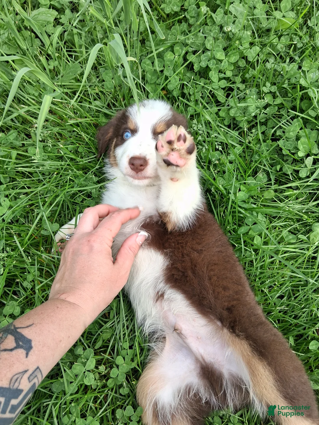 Australian Shepherd dogs for sale: Camo - Ad 2