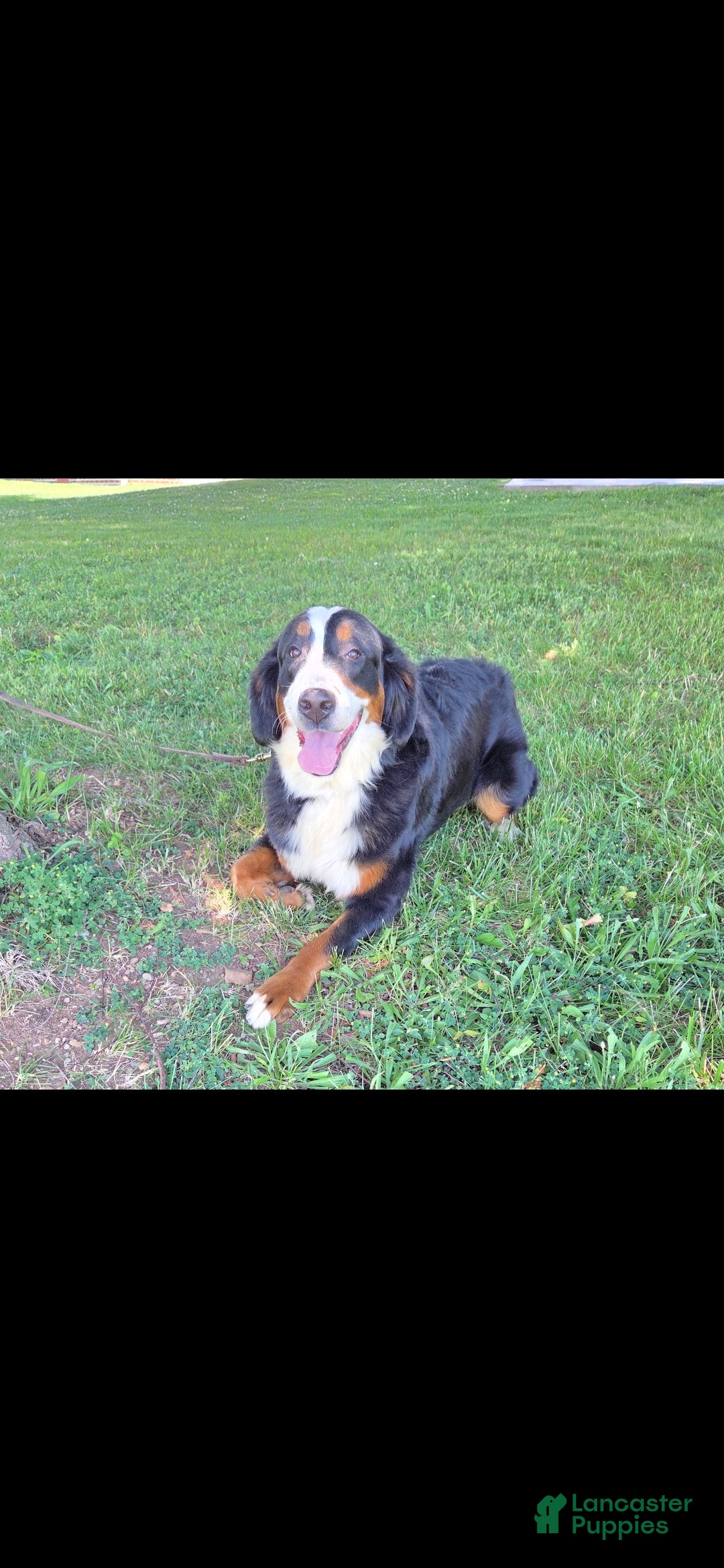 Bernese Mountain Dog dogs Brandi - Ad 1