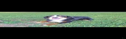 Bernese Mountain Dog dogs for sale: Brandi - Ad 1