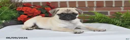 Pug dogs for sale: Sunshine - Ad 2