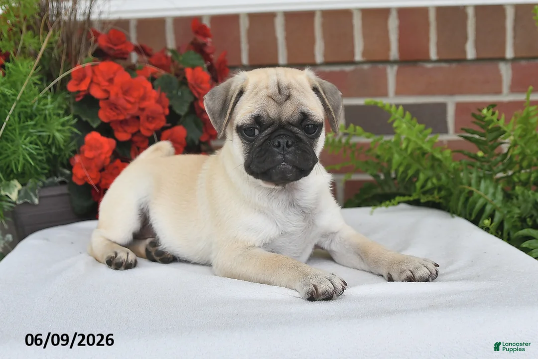 Pug dogs for sale: Sunshine - Ad 2