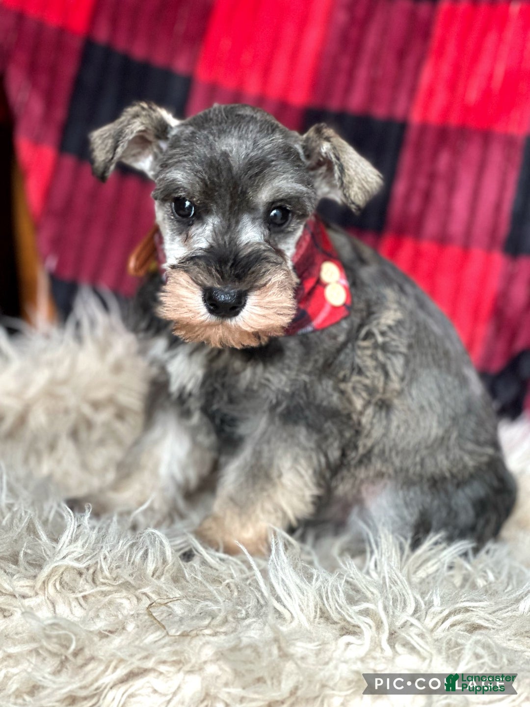 Miniature Schnauzer dogs for sale: River  - Ad 1