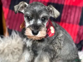 Miniature Schnauzer dogs River - Ad 25