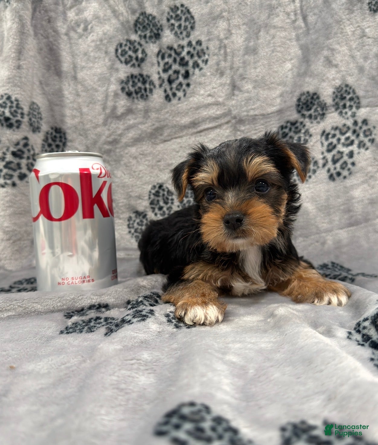 Yorkshire Terrier dogs Yorkshire Terrier 1 - Ad 2
