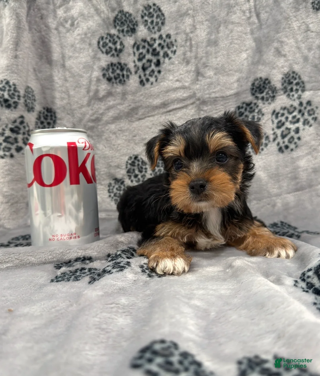 Yorkshire Terrier dogs for sale: Yorkshire Terrier 1 - Ad 2