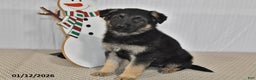 German Shepherd dogs for sale: Mocha - Ad 3