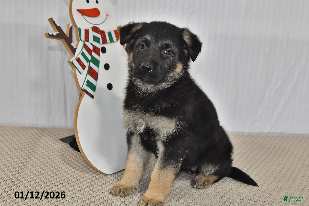 German Shepherd dogs for sale: Mocha - Ad 3
