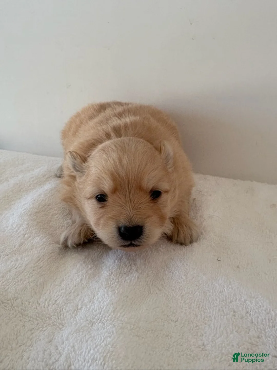 Pomeranian dogs for sale: Lettie - Ad 2