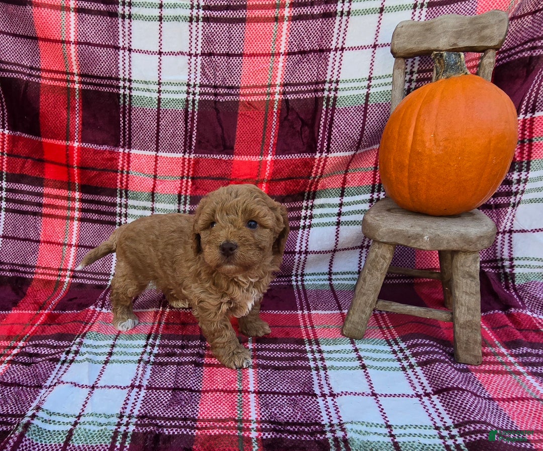 Mini Goldendoodle dogs for sale: Garland - Ad 4