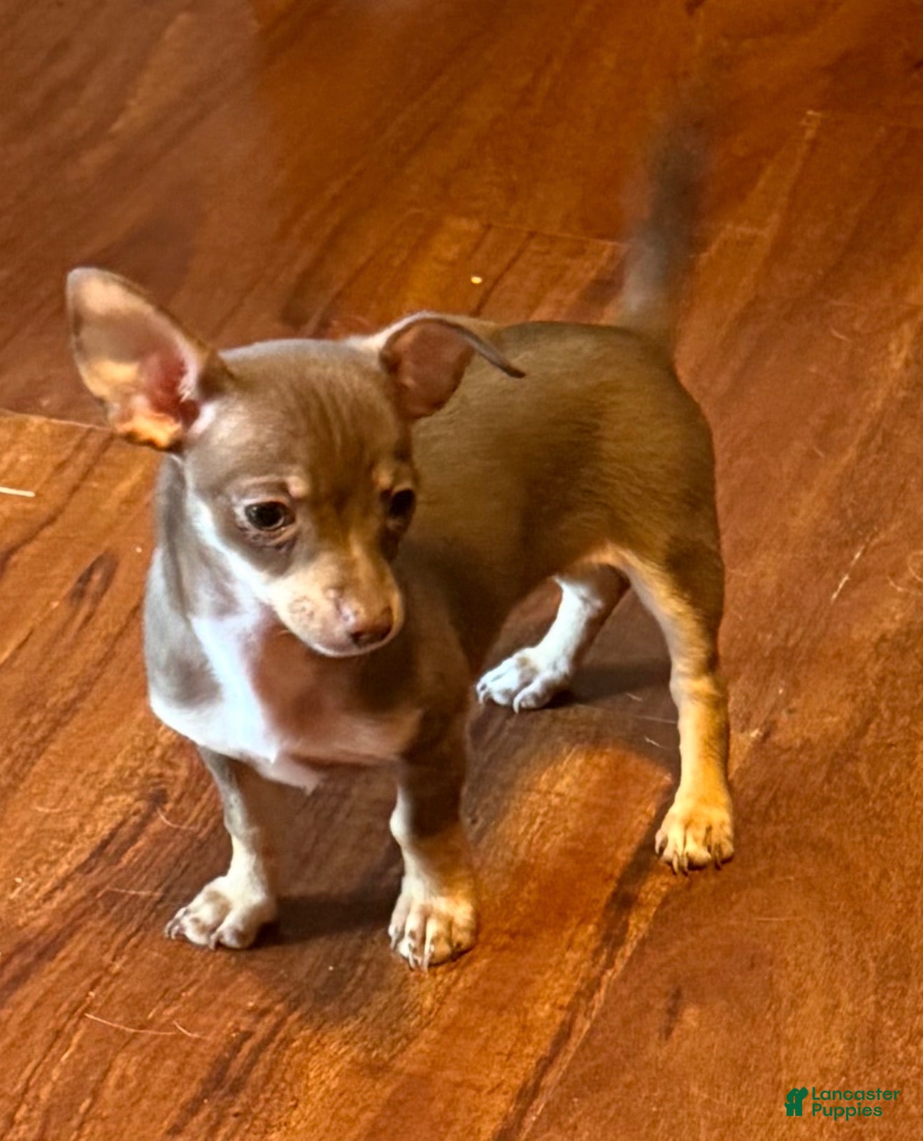 Chihuahua dogs Mini charo - Ad 2