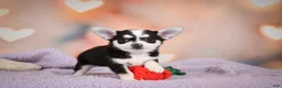 Chihuahua dogs for sale: MARY JO - Ad 8