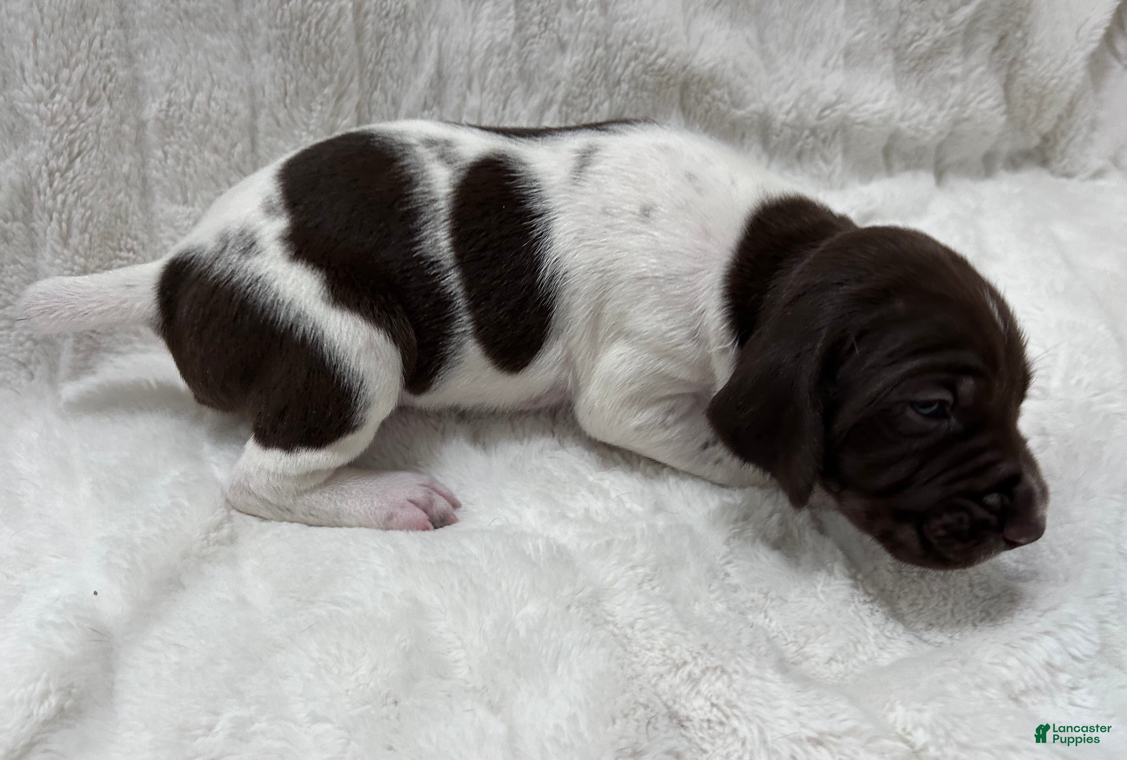 German Shorthaired Pointer dogs Zion - Ad 25