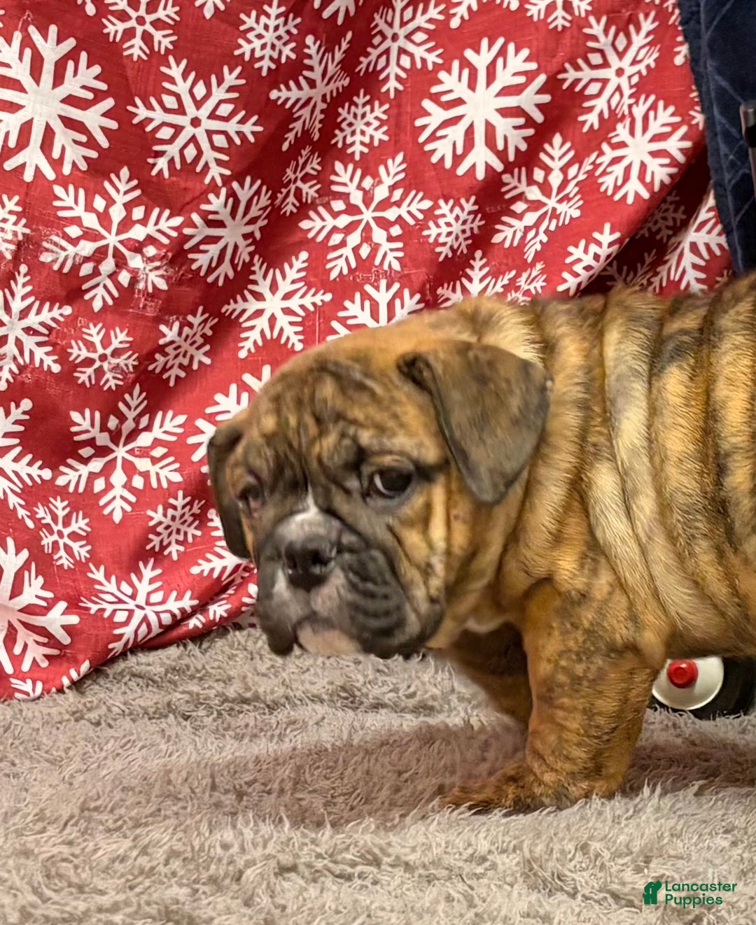 English Bulldog dogs for sale: Roxie - Ad 1