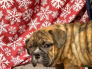 English Bulldog dogs Roxie - Ad 35