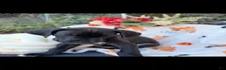 Great Dane dogs for sale: Great Dane 6 - Ad 7