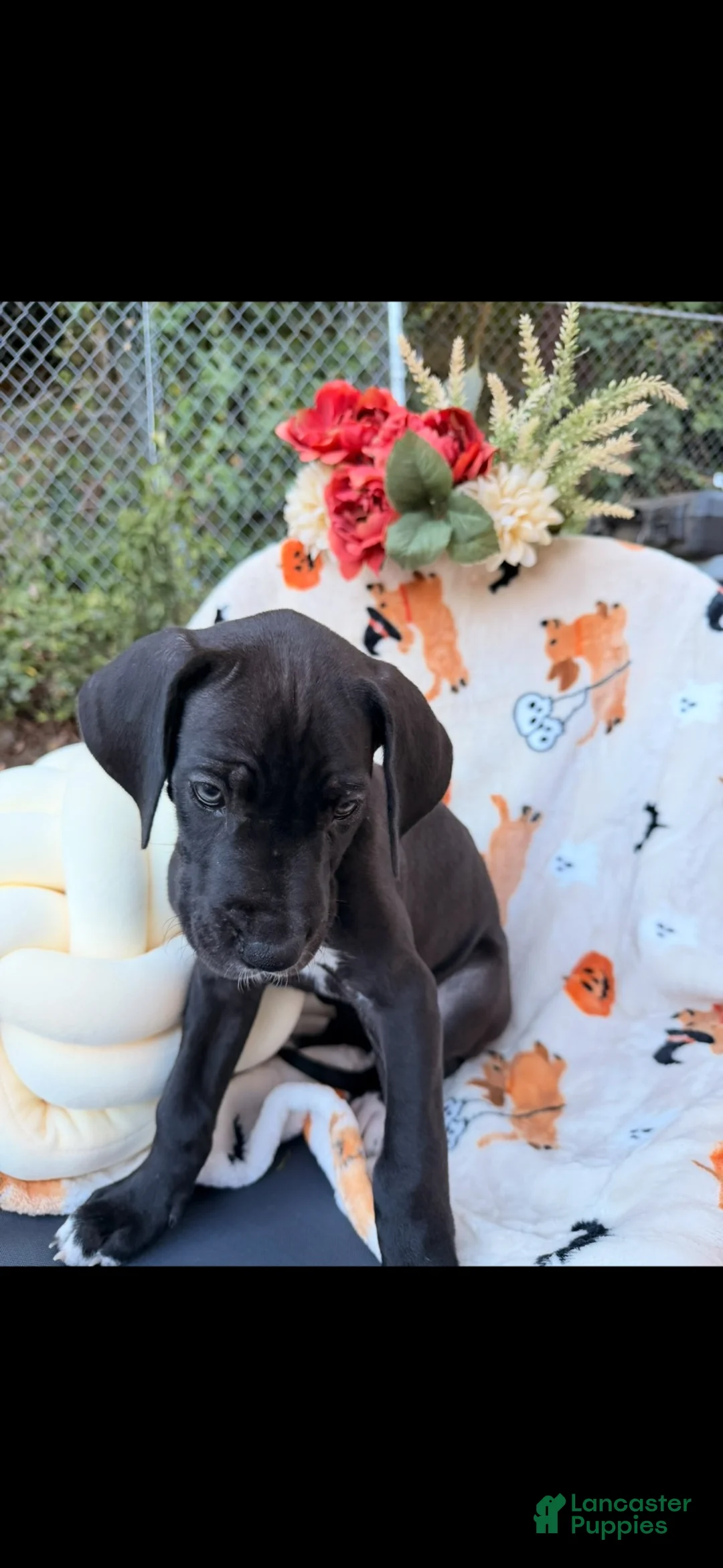 Great Dane dogs for sale: Great Dane 6 - Ad 7