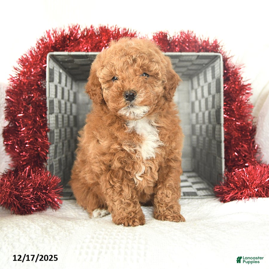 Miniature Poodle dogs Candy Cane - Ad 23