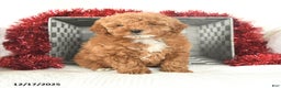 Miniature Poodle dogs for sale: Candy Cane - Ad 1