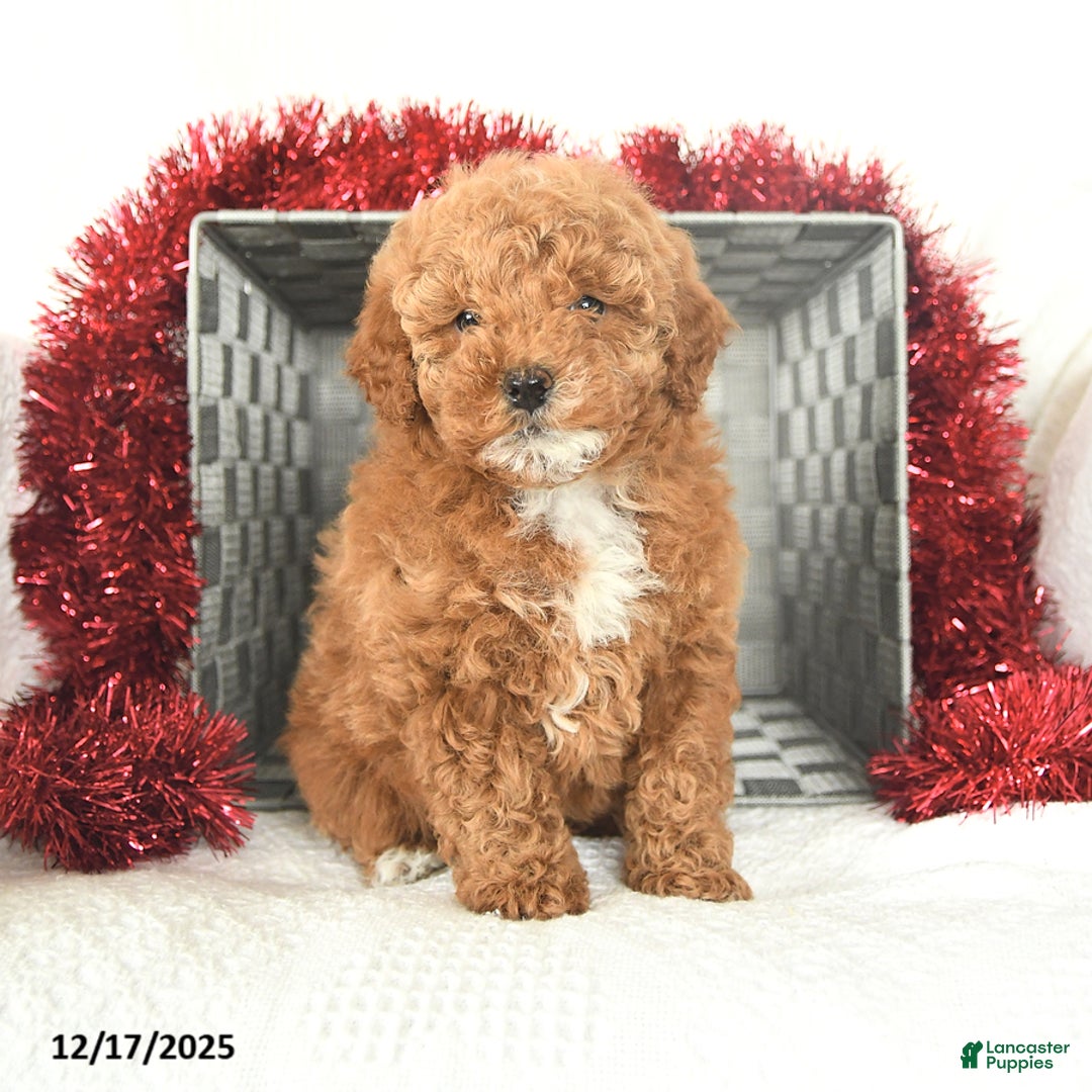 Miniature Poodle dogs for sale: Candy Cane - Ad 1