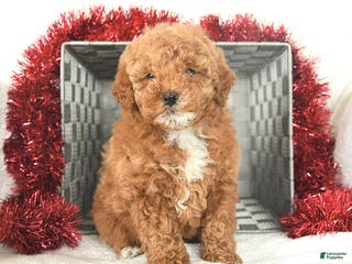 Miniature Poodle dogs Candy Cane - Ad 6