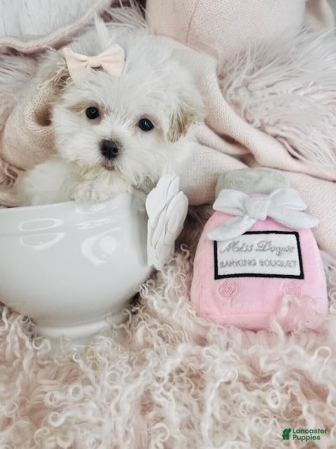 Maltese dogs Maltese Puppy Financing and Hand Delivery - Ad 12