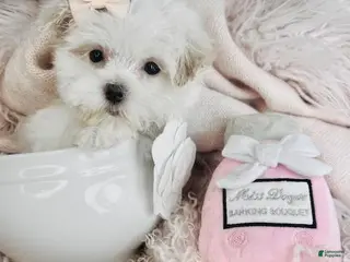 Maltese dogs Maltese Puppy Financing and Hand Delivery - Ad 12