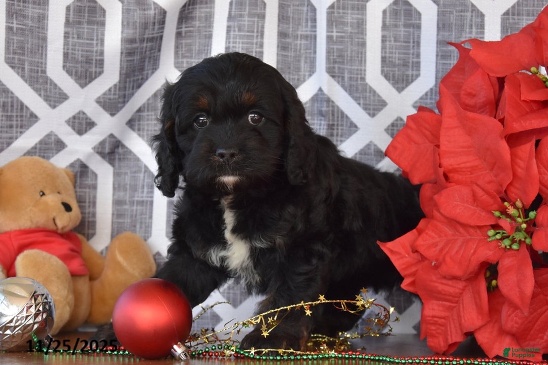 Cockapoo dogs for sale: Luella - Ad 1
