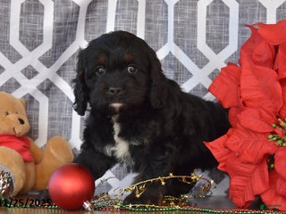 Cockapoo dogs Luella - Ad 29