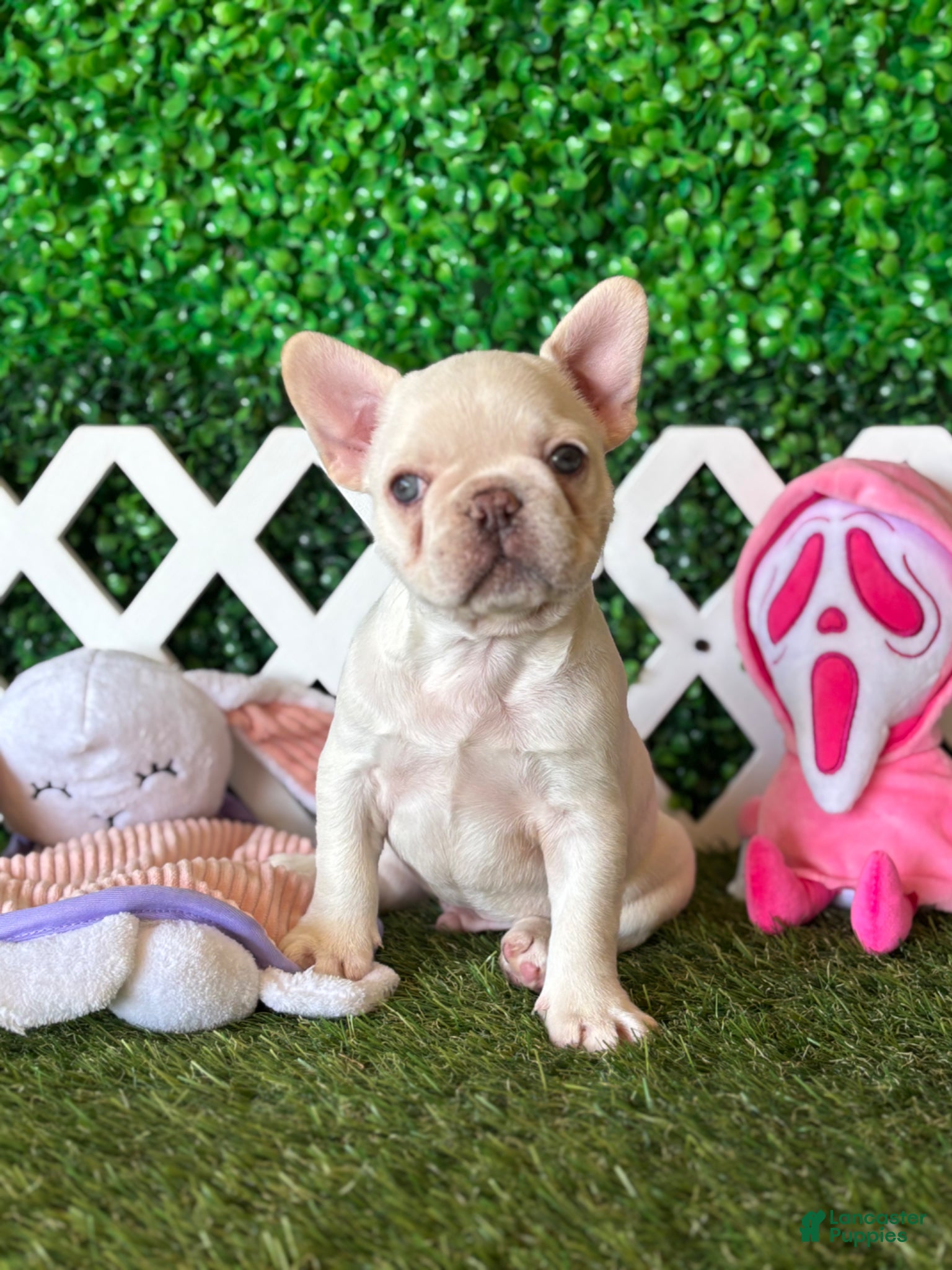 French Bulldog dogs French Bulldog Puppy 1 - Ad 1