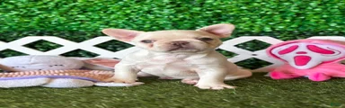 French Bulldog Puppy 1