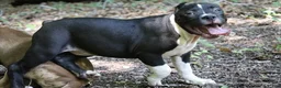 American Bully dogs for sale: Jet - Ad 11