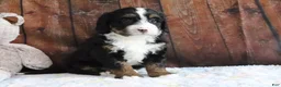 Mini Bernedoodle dogs for sale: Jasmine - Ad 5