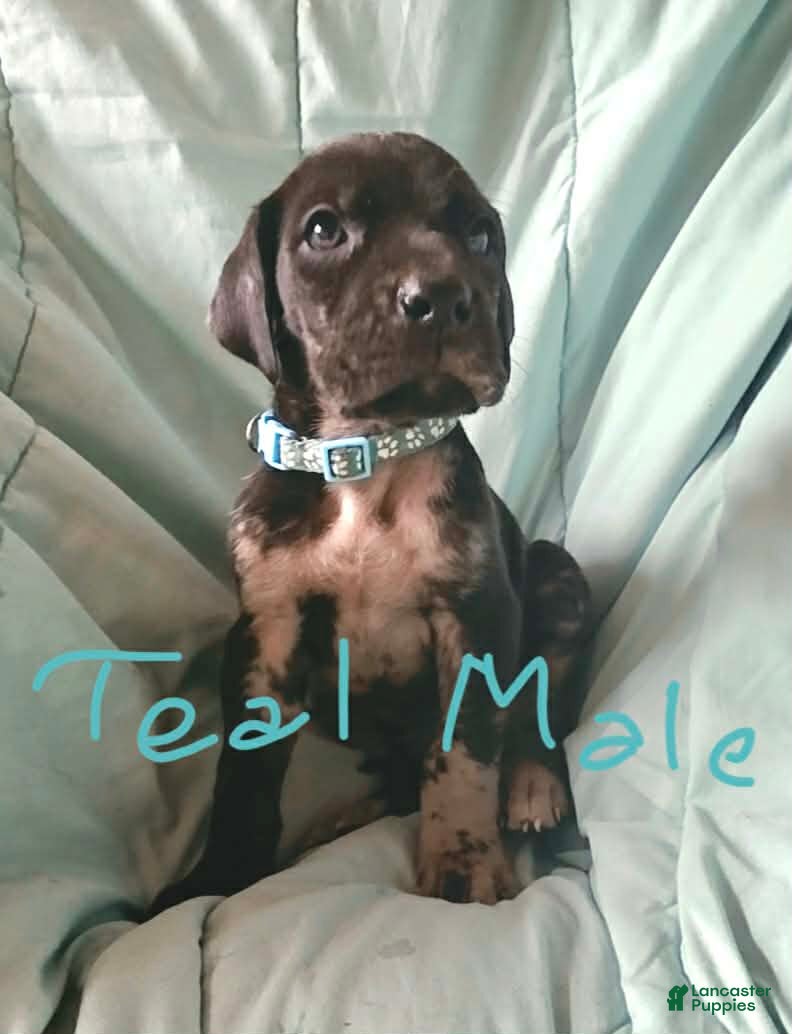 Great Dane dogs Teal Collar Male - Ad 1