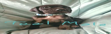 Teal Collar Male
