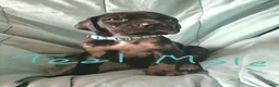 Great Dane dogs for sale: Teal Collar Male - Ad 1