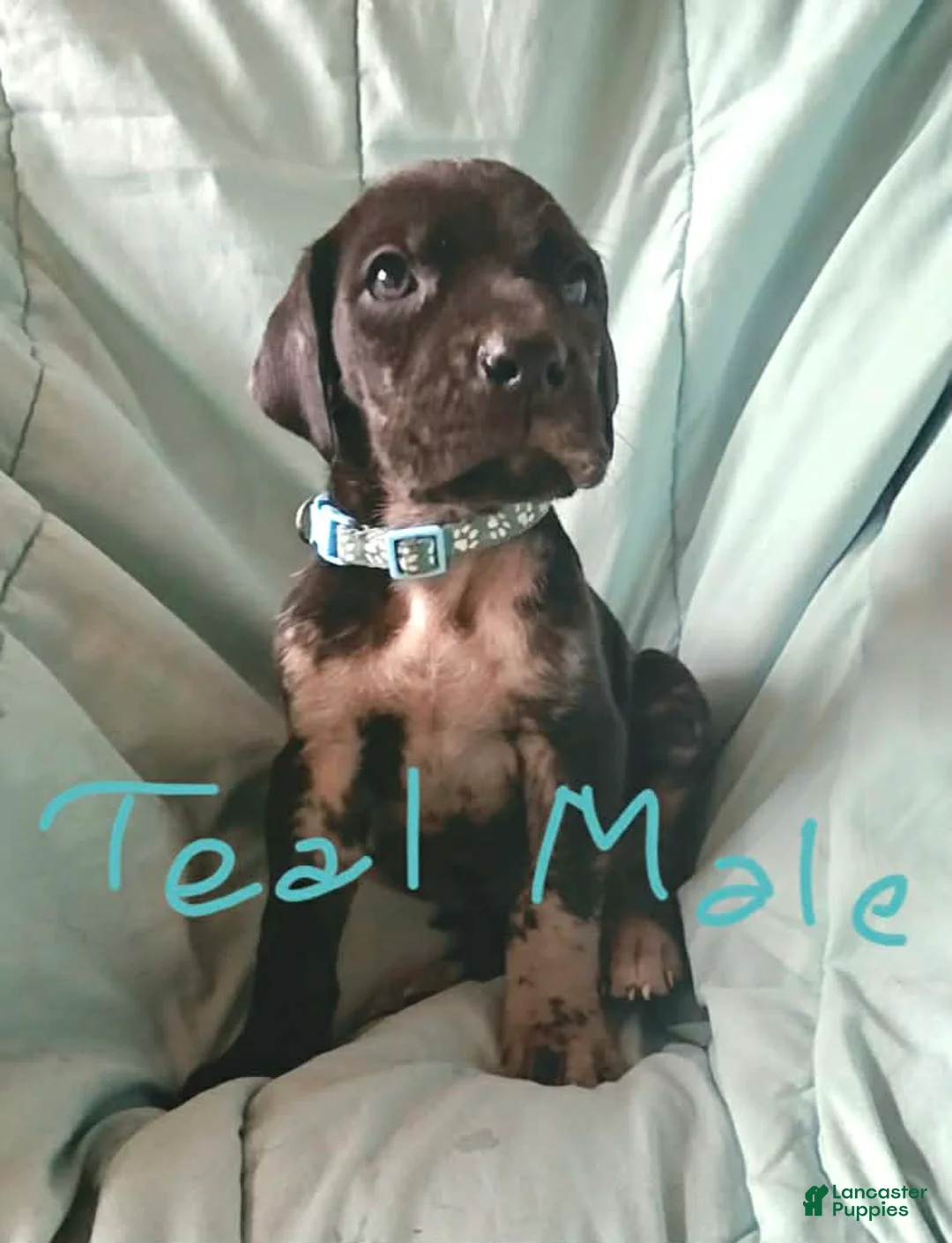 Great Dane dogs for sale: Teal Collar Male - Ad 1