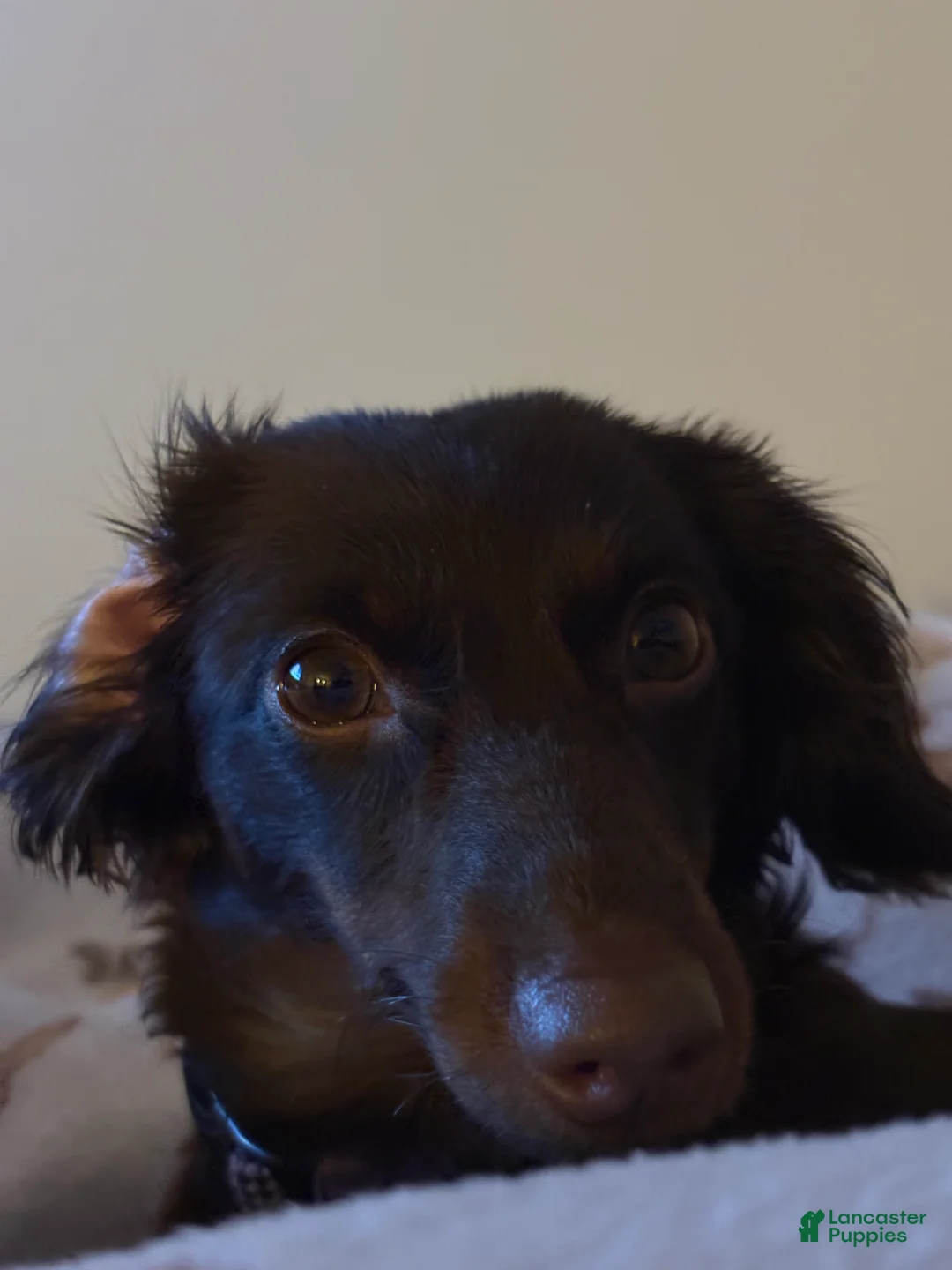 Miniature Dachshund dogs for sale: Miniature Dachshund Puppy 1 - Ad 3